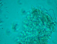 ͼ4B